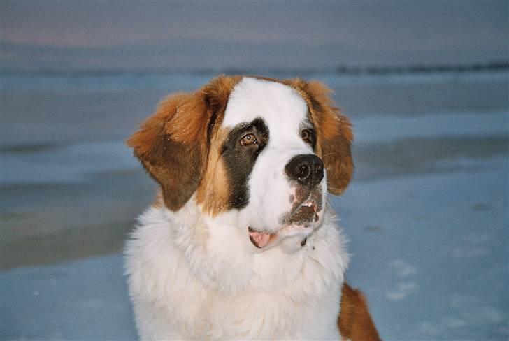 Sankt bernhardshund Samson * MIN MORS* billede 7