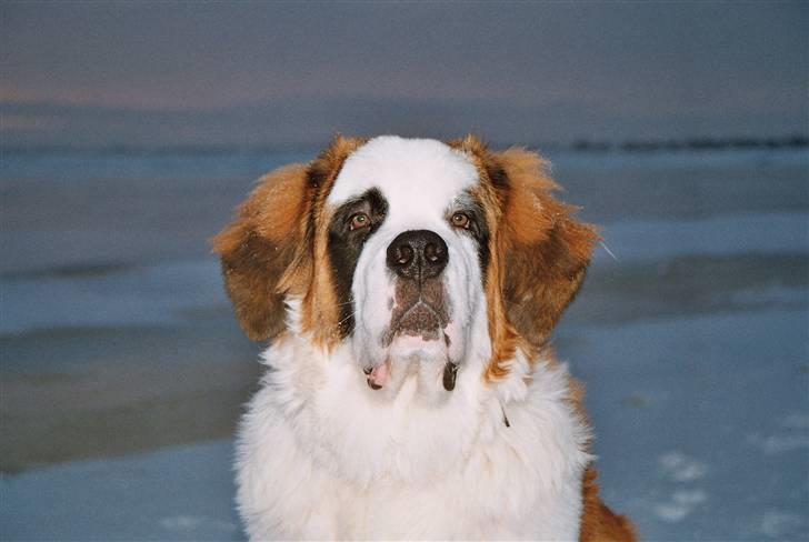 Sankt bernhardshund Samson * MIN MORS* billede 8