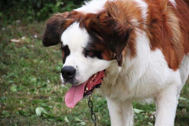 Sankt bernhardshund Samson * MIN MORS* billede 9