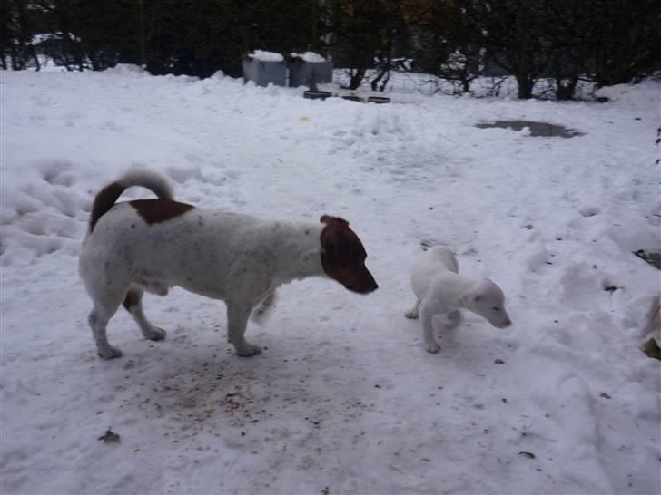 Jack russell terrier Laurits (lille lau) - har lige fået en lille søster :-) billede 13