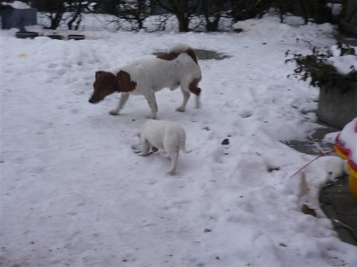 Jack russell terrier Laurits (lille lau) billede 15