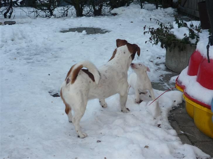 Jack russell terrier Laurits (lille lau) - en lille skøn blondine :-) billede 16