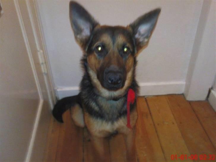 Schæferhund Kato - min zita <3 som min kammerart solgte uden jeg vidste det fordi ku ik ha den ved min mor kun i min lejlighed men den nåede jeg ik få før han solgte den billede 8