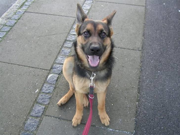 Schæferhund Kato - var en dejlig sød hund og savner hende billede 9