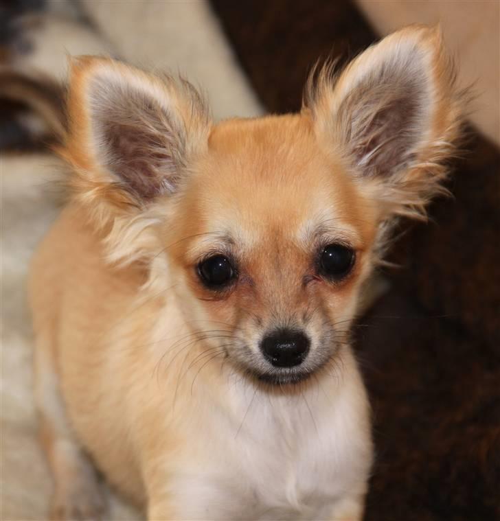 Chihuahua Paris billede 13