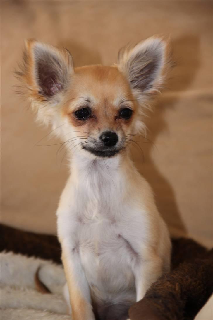 Chihuahua Paris billede 14