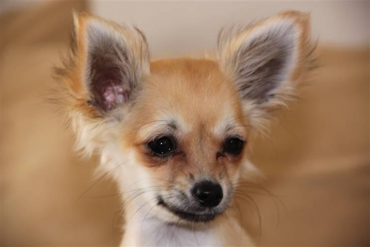 Chihuahua Paris billede 15