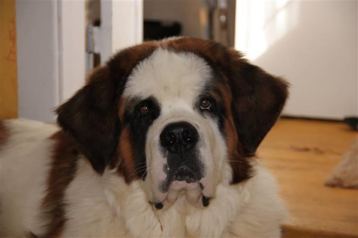 Sankt bernhardshund Samson * MIN MORS* billede 10