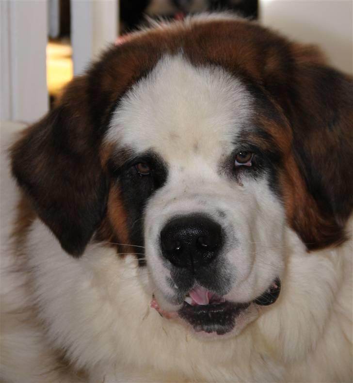 Sankt bernhardshund Samson * MIN MORS* billede 11