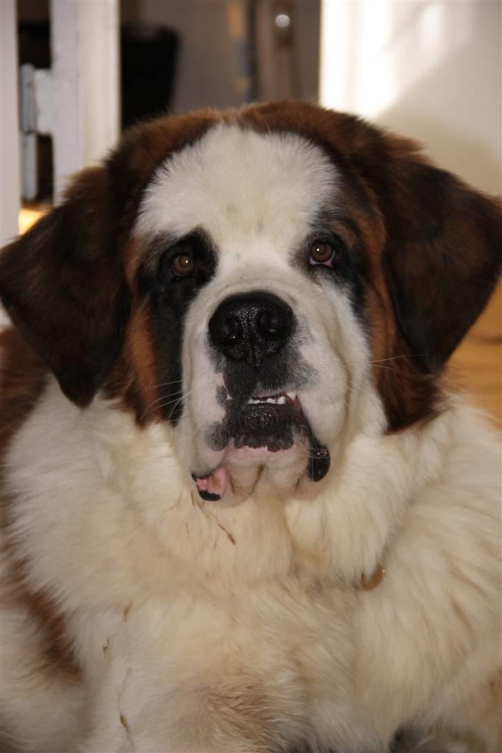 Sankt bernhardshund Samson * MIN MORS* billede 12