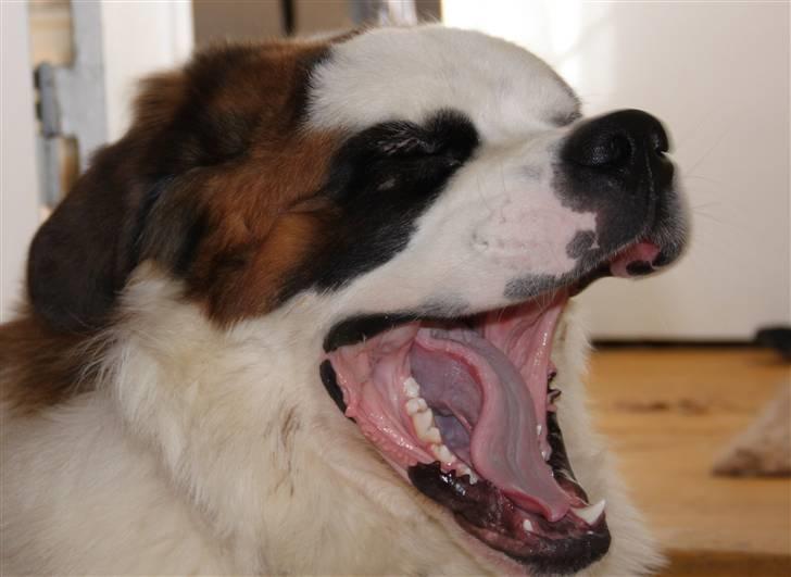 Sankt bernhardshund Samson * MIN MORS* billede 13