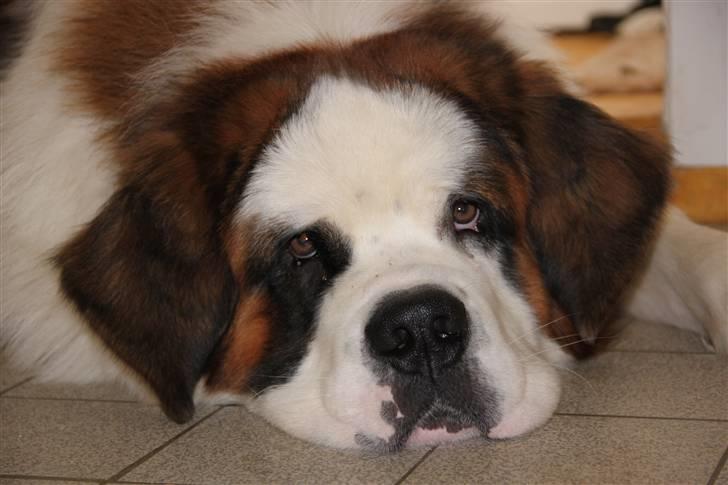 Sankt bernhardshund Samson * MIN MORS* billede 14