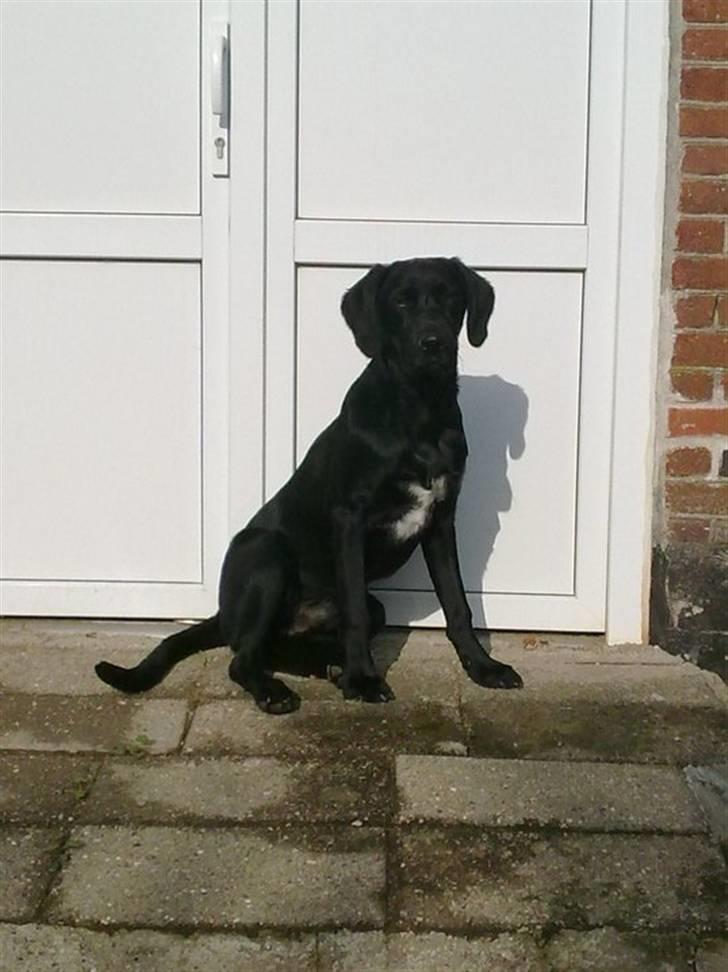 Blanding af racer Ludvig - Hej hej jeg er Ludvig men de kalder mig Herr Lehmann billede 1