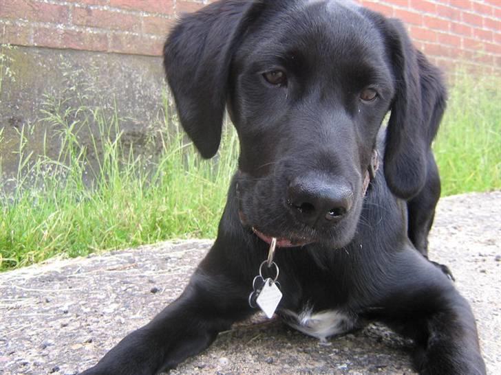 Blanding af racer Ludvig billede 2