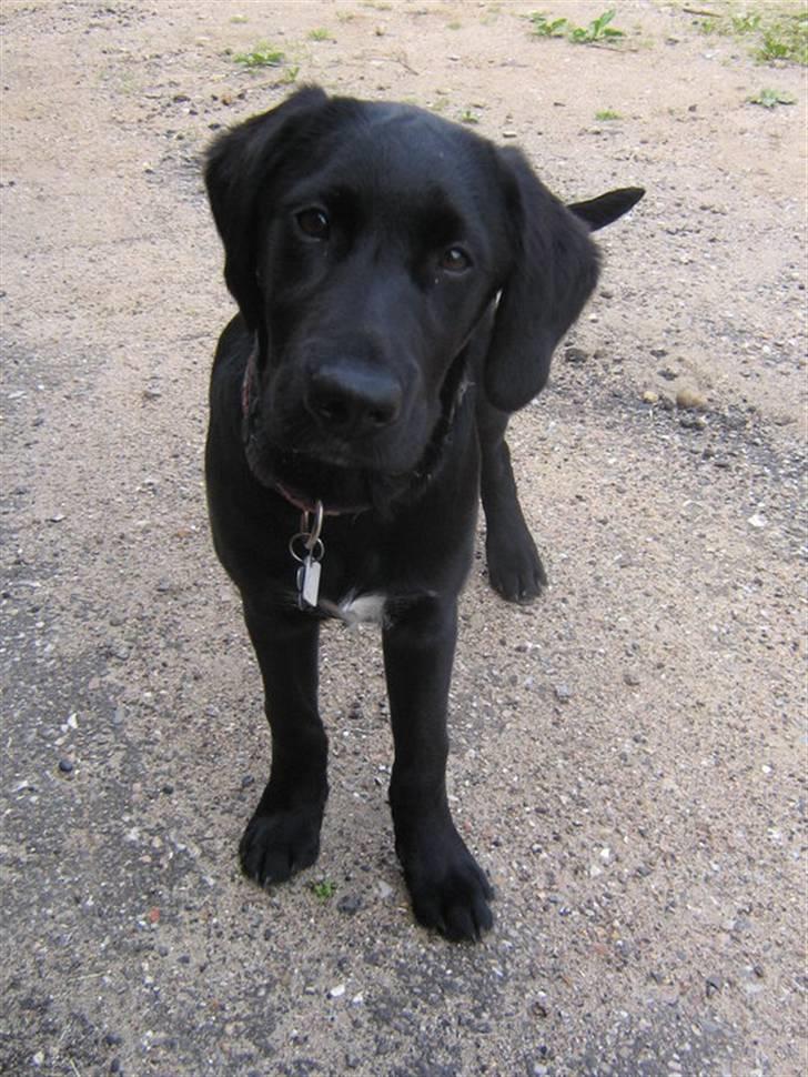 Blanding af racer Ludvig billede 3