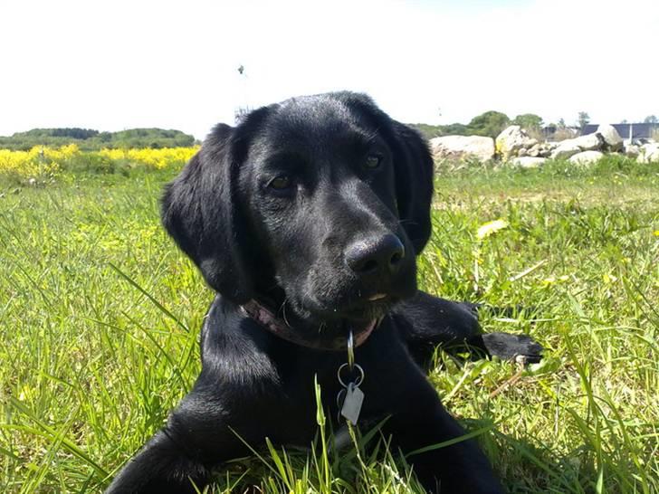 Blanding af racer Ludvig billede 4