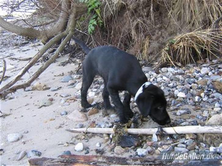 Blanding af racer Ludvig billede 6