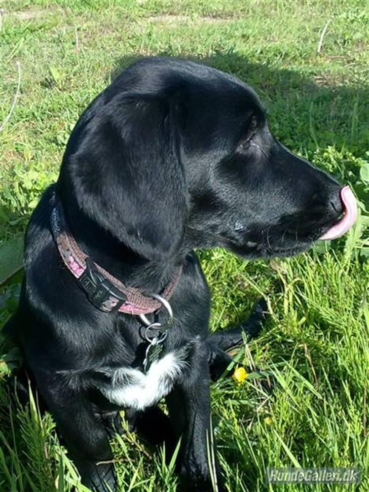 Blanding af racer Ludvig billede 7