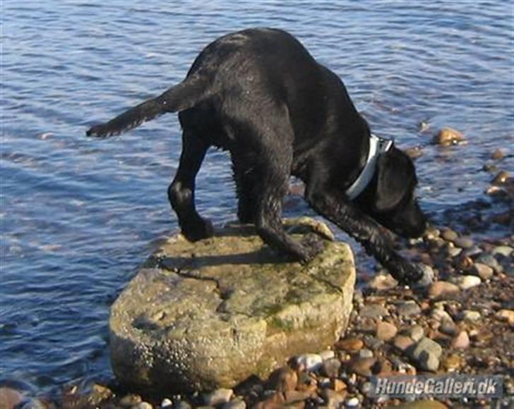 Blanding af racer Ludvig billede 8