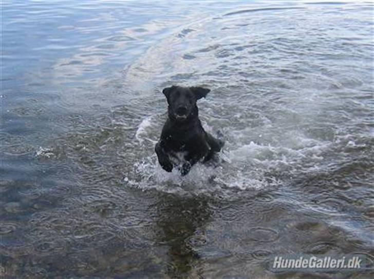 Blanding af racer Ludvig billede 9