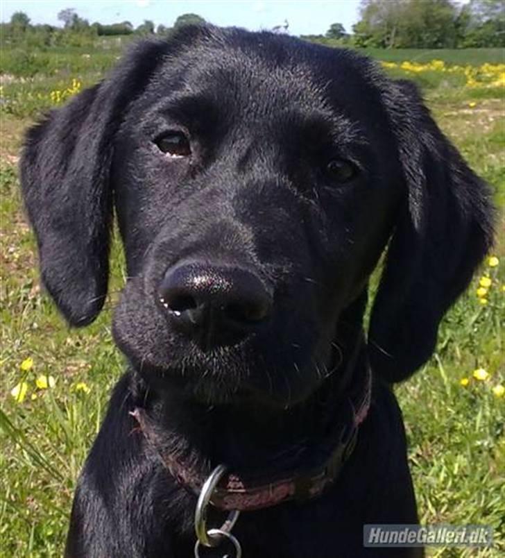 Blanding af racer Ludvig billede 10