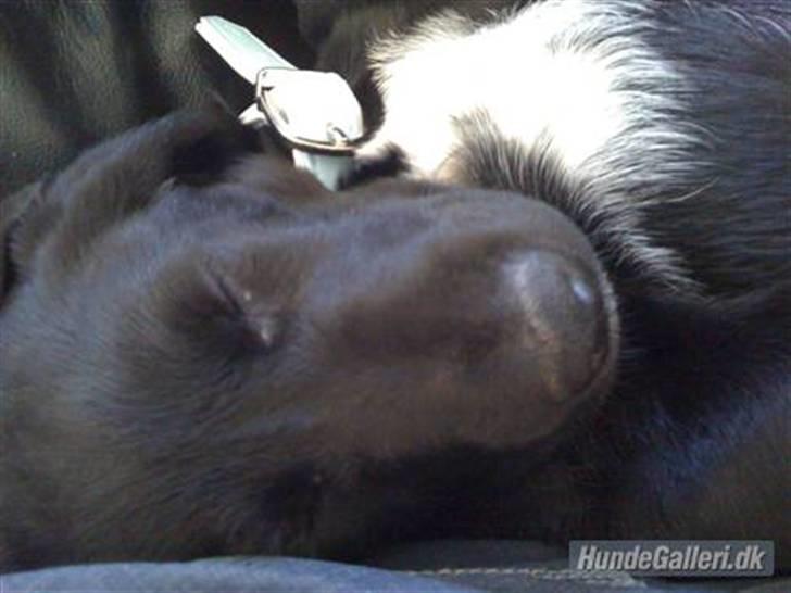 Blanding af racer Ludvig billede 11