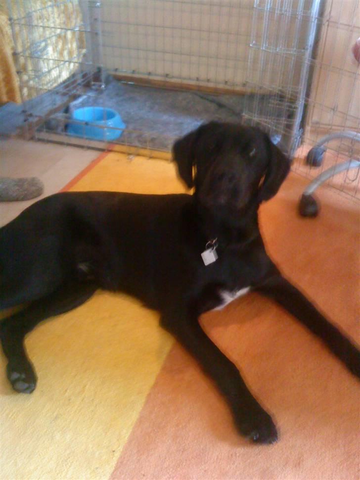 Blanding af racer Ludvig billede 12