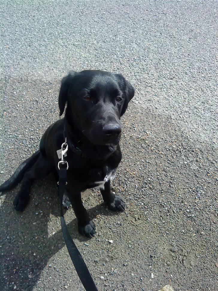 Blanding af racer Ludvig billede 13