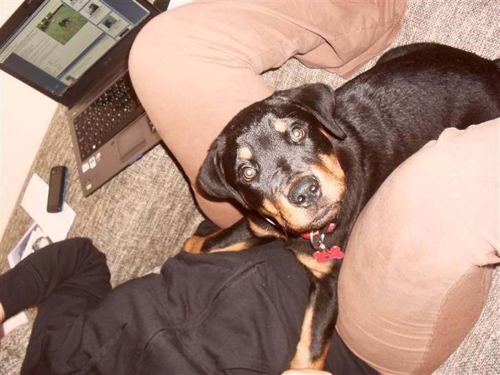 Rottweiler Luna - lege med mor billede 10