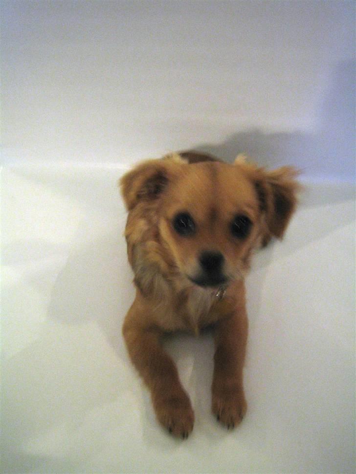 Blanding af racer Lilo - Nyeste 18/8-2010 billede 15