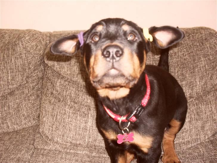 Rottweiler Luna - muuuuuuu muuuuuu, jeg er en ko muuuuu billede 12