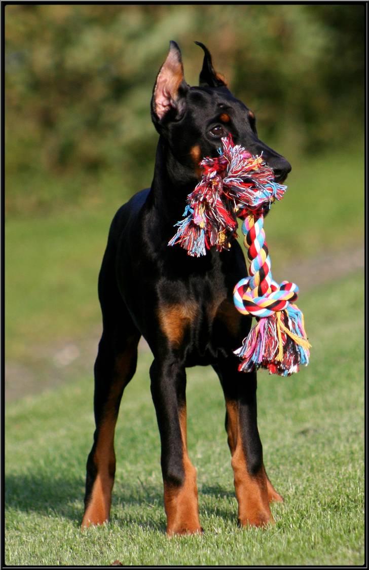 Dobermann Miss Medina Di Altobello billede 3