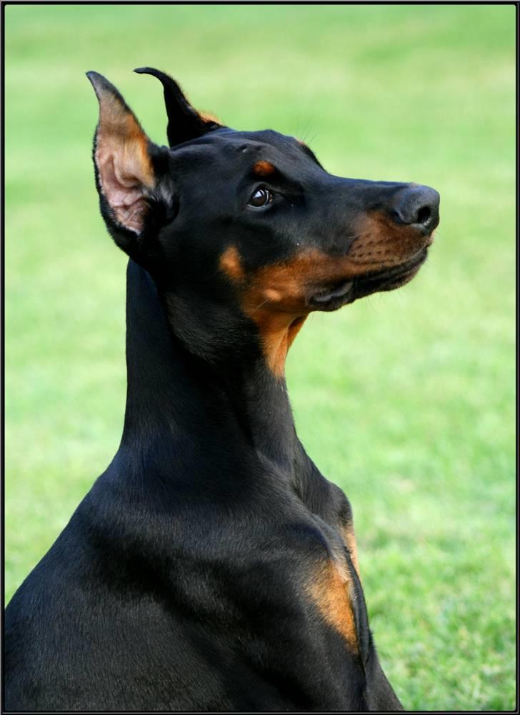 Dobermann Miss Medina Di Altobello billede 4