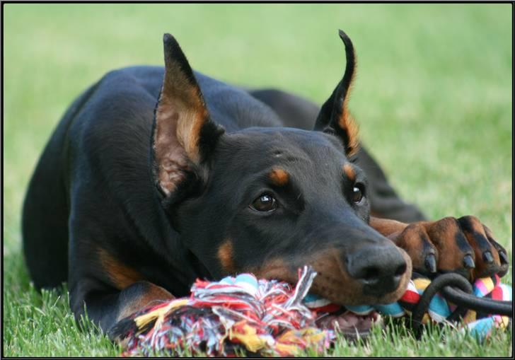 Dobermann Miss Medina Di Altobello billede 5