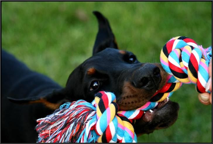 Dobermann Miss Medina Di Altobello billede 6