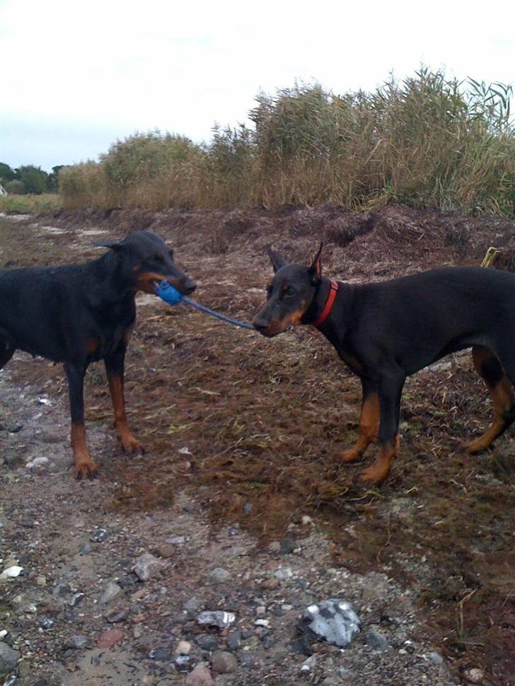 Dobermann Miss Medina Di Altobello billede 7