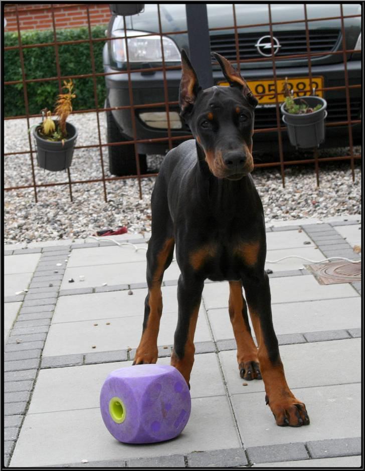 Dobermann Miss Medina Di Altobello billede 8