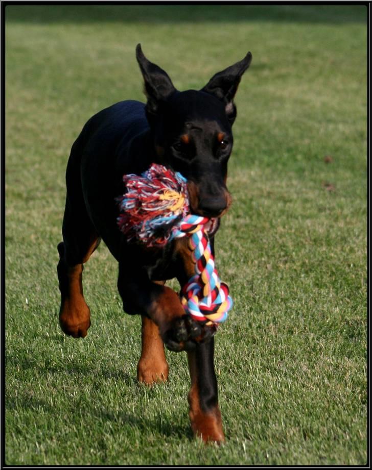 Dobermann Miss Medina Di Altobello billede 9