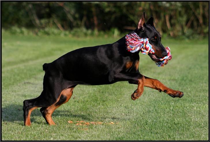 Dobermann Miss Medina Di Altobello billede 11