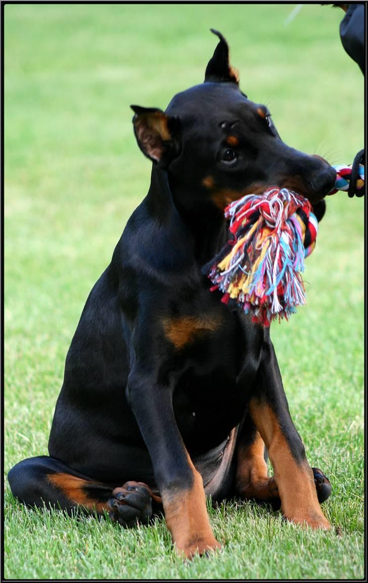 Dobermann Miss Medina Di Altobello billede 12