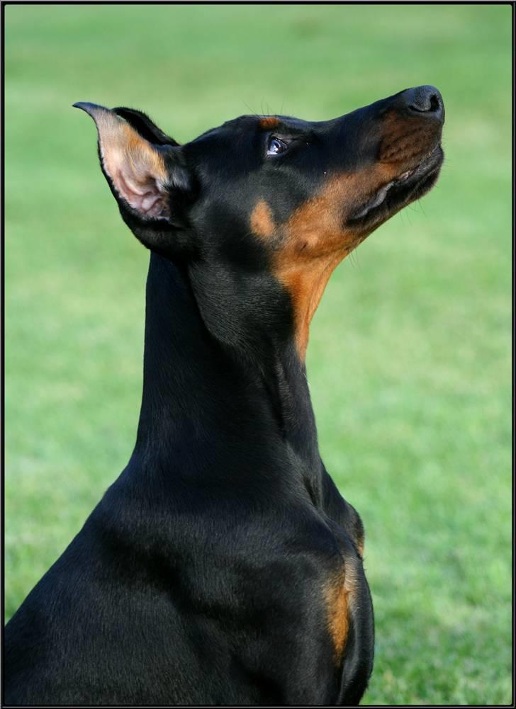 Dobermann Miss Medina Di Altobello billede 14