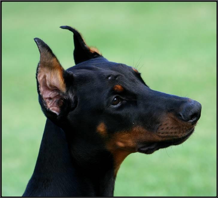Dobermann Miss Medina Di Altobello billede 15
