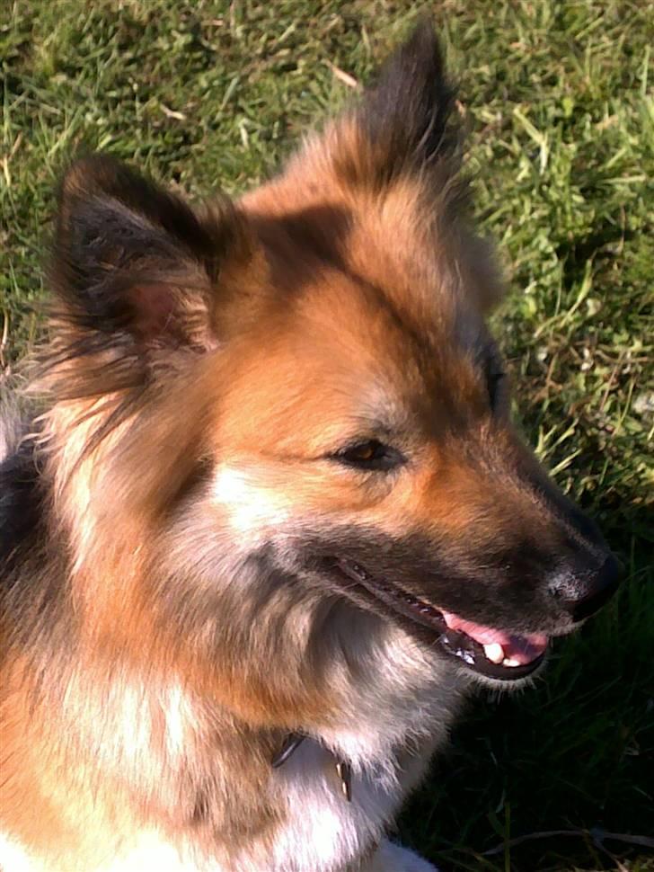 Islandsk fårehund Malou - Dejligt med lidt sol i haven.  billede 15