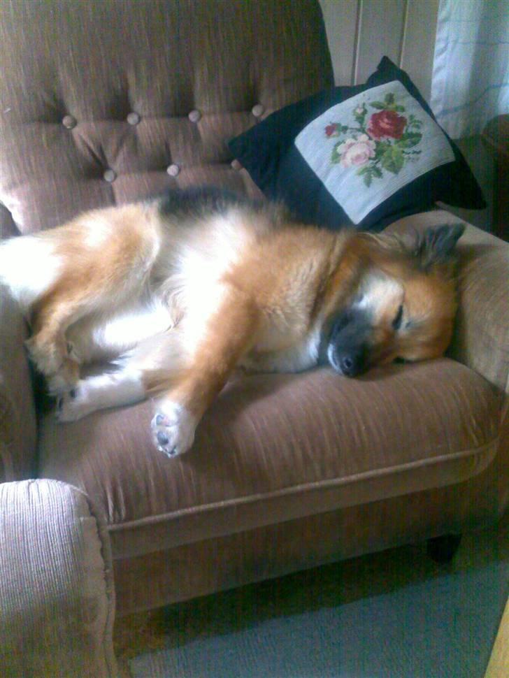 Islandsk fårehund Malou - ZzzZ Sofahunden tager en på øjet i Sidses stol billede 4