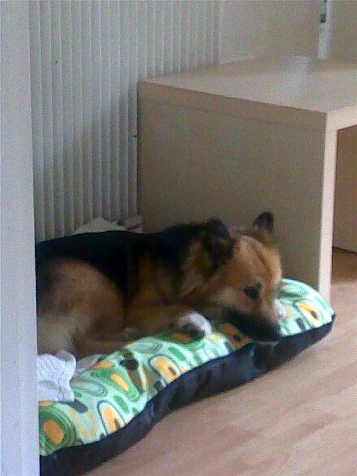 Islandsk fårehund Malou - En lur kan vel ikke skade.  billede 16