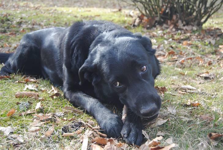 Labrador retriever Newton <3 billede 19