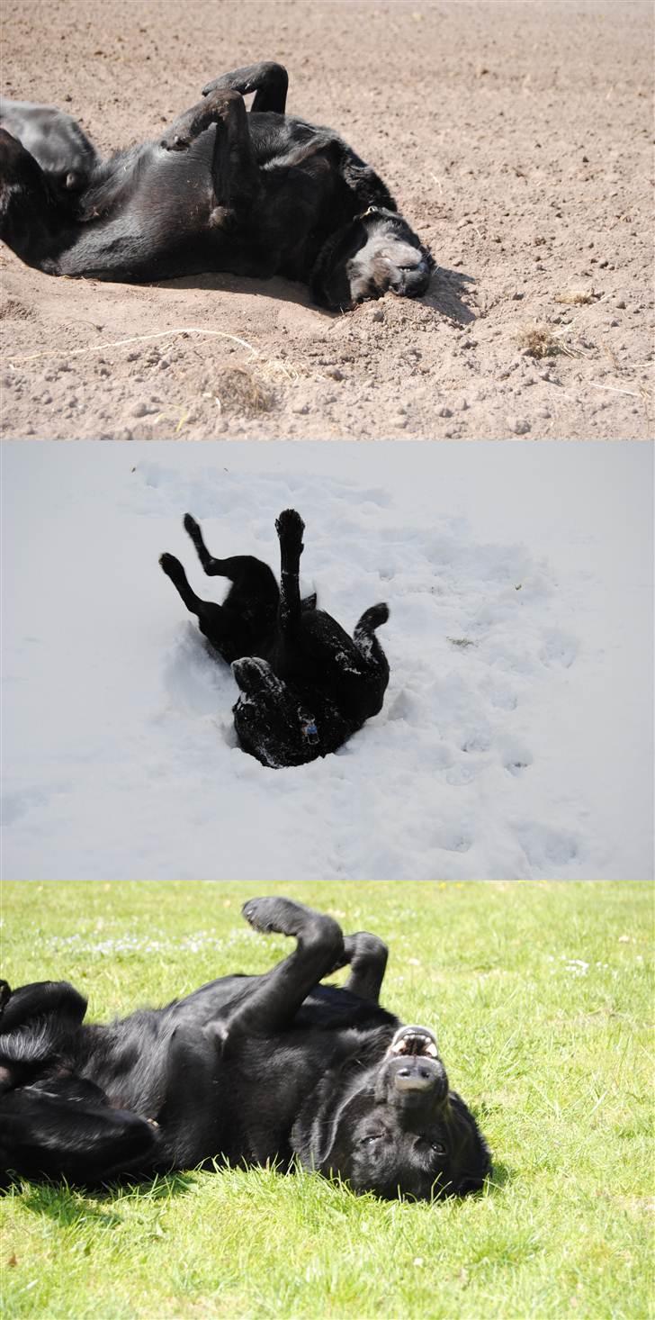 Labrador retriever Newton <3 - Fordi Newton elsker at rulle sig!!:D billede 20