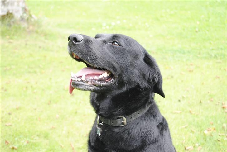 Labrador retriever Newton <3 - Skønt sommer-billede<33 billede 21