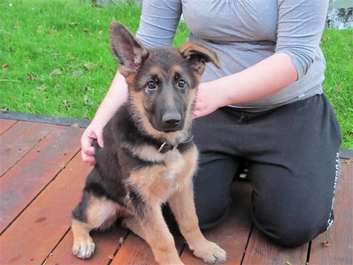 Schæferhund Kiamis Fahra (Mor´s hund) - Åhh lille snutter med hængeøre! billede 9