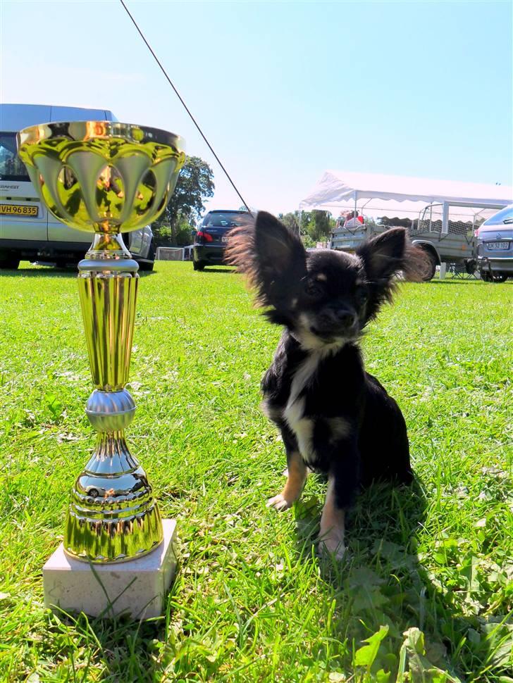 Chihuahua Pixie - Lerches Miss Ofelia - d. 7/8-10 Pixie med sin 1. præmie. hun fik også certifikat :) billede 5